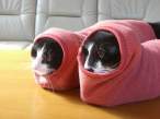 Kittens.jpg