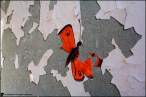 Butterfly.jpg