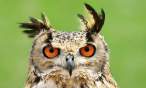 Owl.jpg