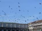 Birds.jpg