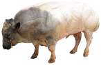 Bull.jpg