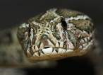 Snake.jpg