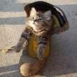 Shoe kitty.jpg