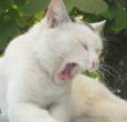 Cat.jpg