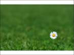Flower.jpg