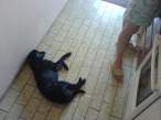 Kako naterati mamu da baci koju sniclu..JPG