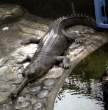Crocodile.jpg