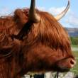 Bull.jpg