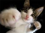 catfist395920.gif