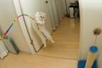 White cat.jpg