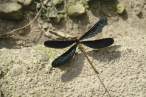Insect.jpg