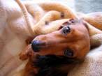 Dog.jpg