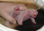 Newborns.jpg