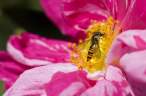 Bee.jpg