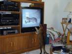 Home video.jpg