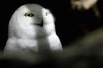 Owl.jpg