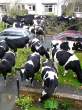 Cows [18+].jpg