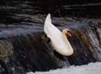 Swan.jpg