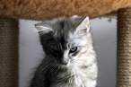 Kitty.jpg