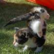 Kitty.jpg