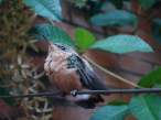 Bird.jpg