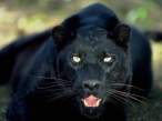 Panter.jpg
