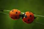 Lady bugs.jpg