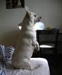 Doggy.jpg