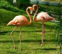 Flamingos.jpg