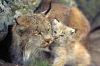 Wild cat.jpg