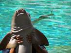Shark.jpg