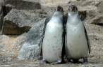 Penguins.jpg