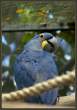 Parrot.jpg