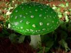 Funghi.jpg