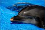 Dolphin.jpg