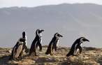 Penguins.jpg