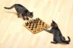 Chess.jpg