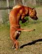 Dog.jpg
