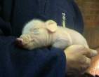 Piggy.jpg