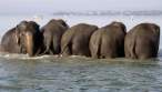Elephants.jpg