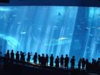 Blue.jpg