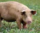 Pig.jpg