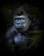 Gorilla.jpg