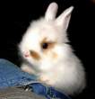 Tiny bunny.jpg