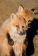 Fox.jpg