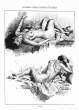 (eBook - English) Andrew Loomis - Figure Drawing - For All It's Worth_Page_157_Image_0001.jpg