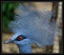 Blue Pigeon.jpg