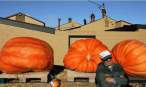Pumpkins.jpg