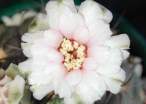 Gymnocalicium_pflanzii2.jpg