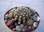 Gymnocalycium_bruchii.jpg